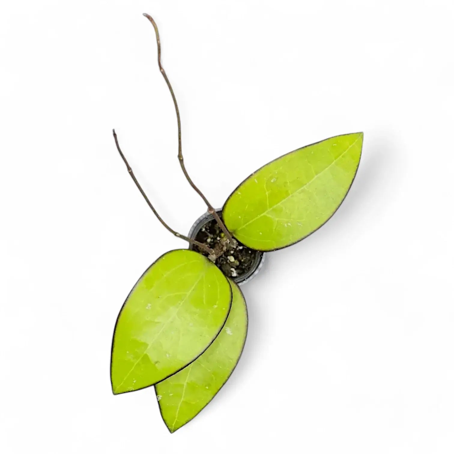 Hoya sp. Malang potted houseplant in nursery pot on white background, product photo 2.