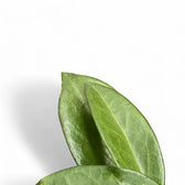 Hoya sp. Papua 004 leaf close-up on white background.