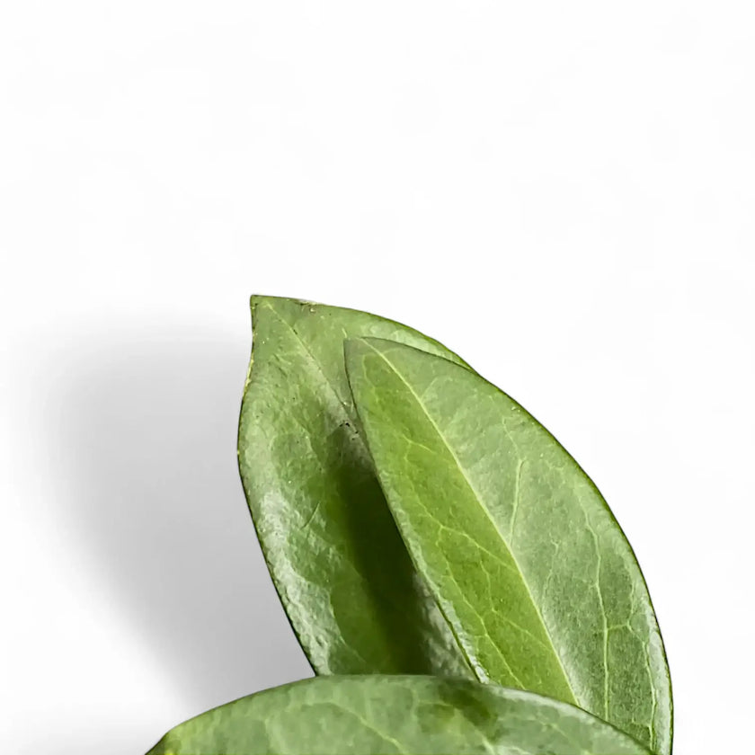 Hoya sp. Papua 004 leaf close-up on white background.