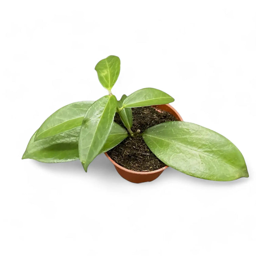 Hoya sp. Papua 004 potted houseplant in nursery pot on white background, product photo 2.