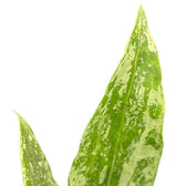 Hoya sp. Rangsan 'Large leaf' – Blattdetail vor weißem Hintergrund..