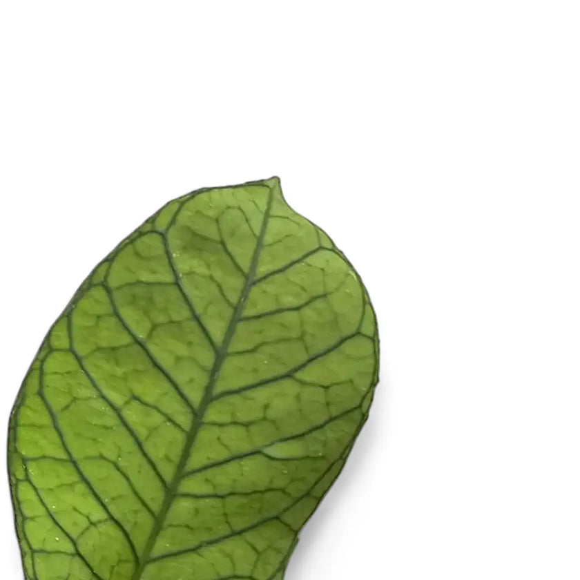 Hoya sp. Sabah (EPC 961) leaf close-up on white background.