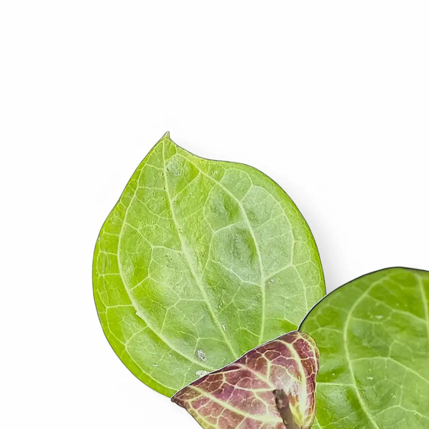 Hoya sp. Sarawak 'Cream' – Blattdetail vor weißem Hintergrund..