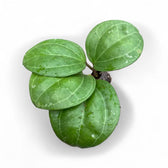 Hoya sp. Sarawak 'Cream' potted houseplant in nursery pot on white background, product photo 2.