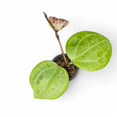 Hoya sp. Sarawak 'Cream' potted houseplant in nursery pot on white background, product photo 4.