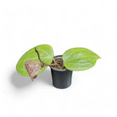 Hoya sp. Sarawak 'Cream' potted houseplant in nursery pot on white background, product photo 6.