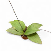 Hoya sp. 'Sulawesi 3' potted houseplant in nursery pot on white background, product photo 3.