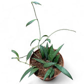 Hoya sp. Sumatra potted houseplant in nursery pot on white background, product photo 2.