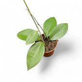 Hoya sp. Ternate potted houseplant in nursery pot on white background, product photo 2.