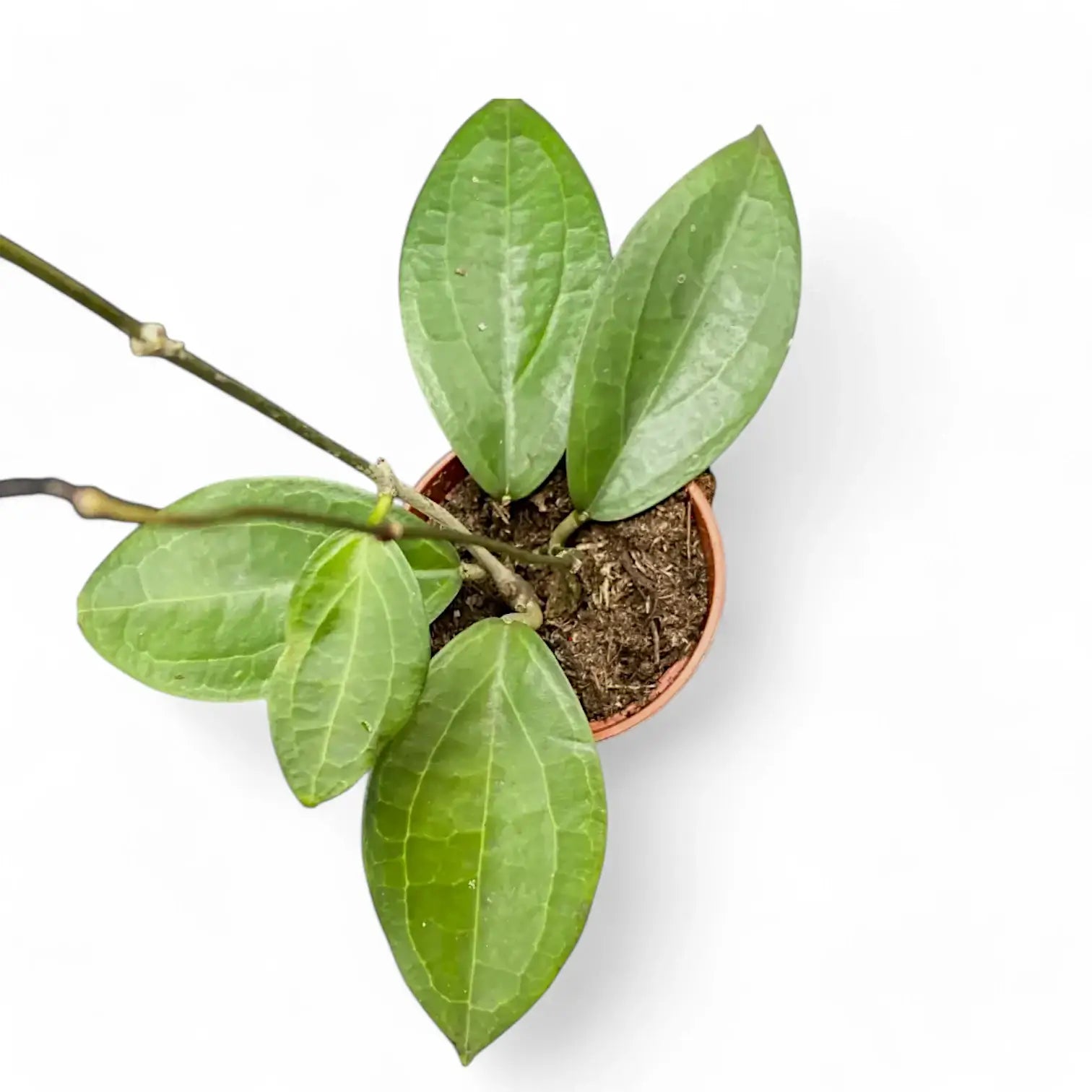 Hoya sp. Ternate potted houseplant in nursery pot on white background, product photo 3.