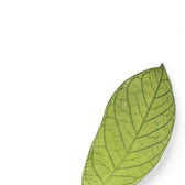 Hoya sp. Thailand leaf close-up on white background.