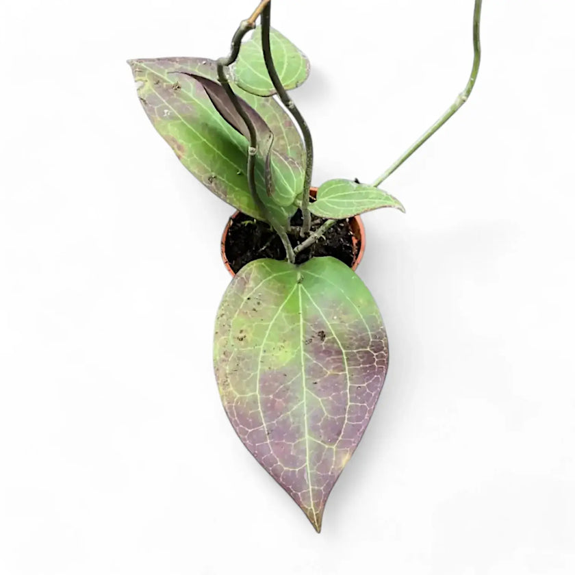 Hoya sp. Timika potted houseplant in nursery pot on white background, product photo 2.