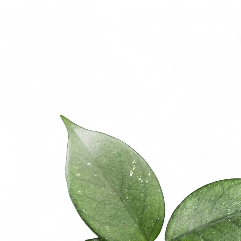 Hoya sp. Vietnam (Clone 1) leaf close-up on white background.