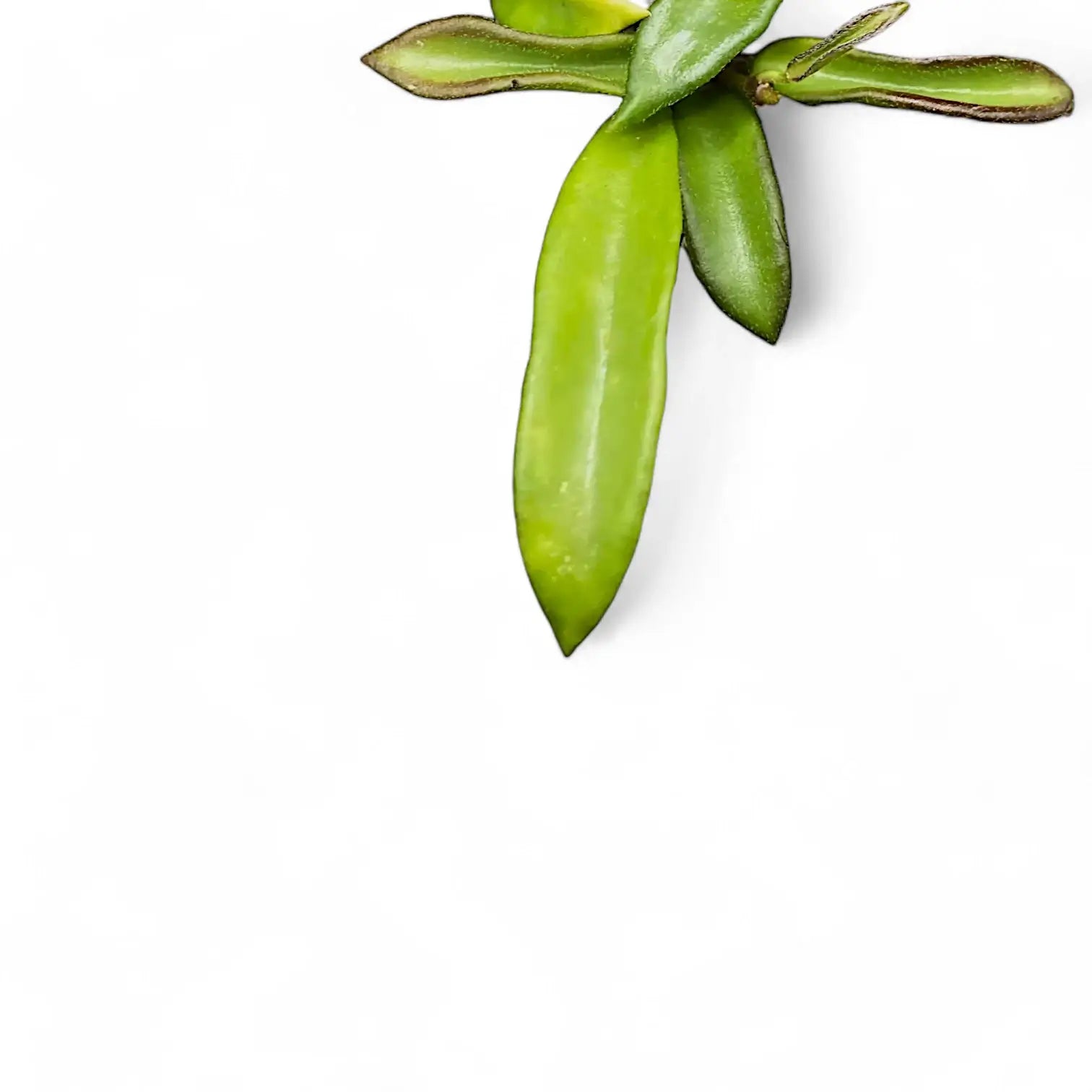 Hoya sp. Zambales leaf close-up on white background.