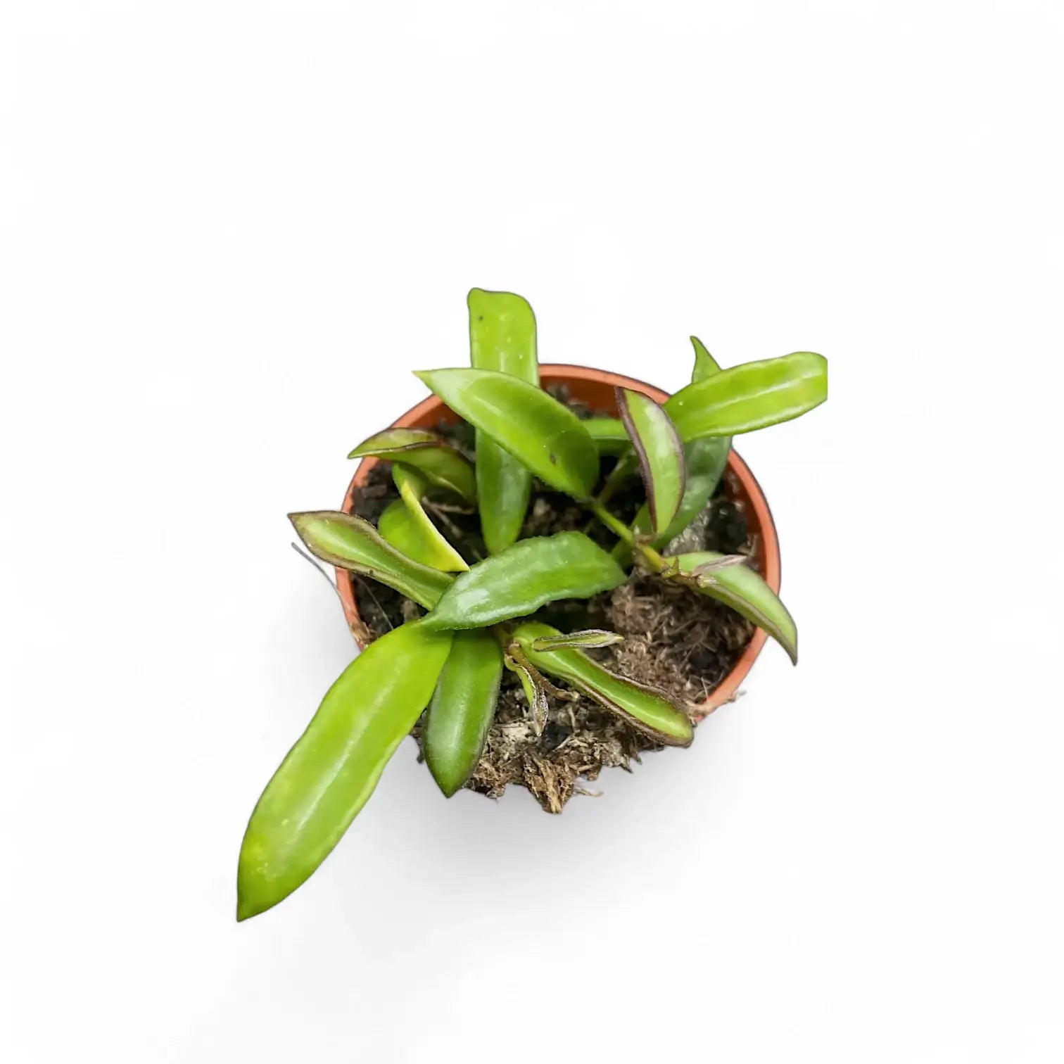 Hoya sp. Zambales potted houseplant in nursery pot on white background, product photo 2.