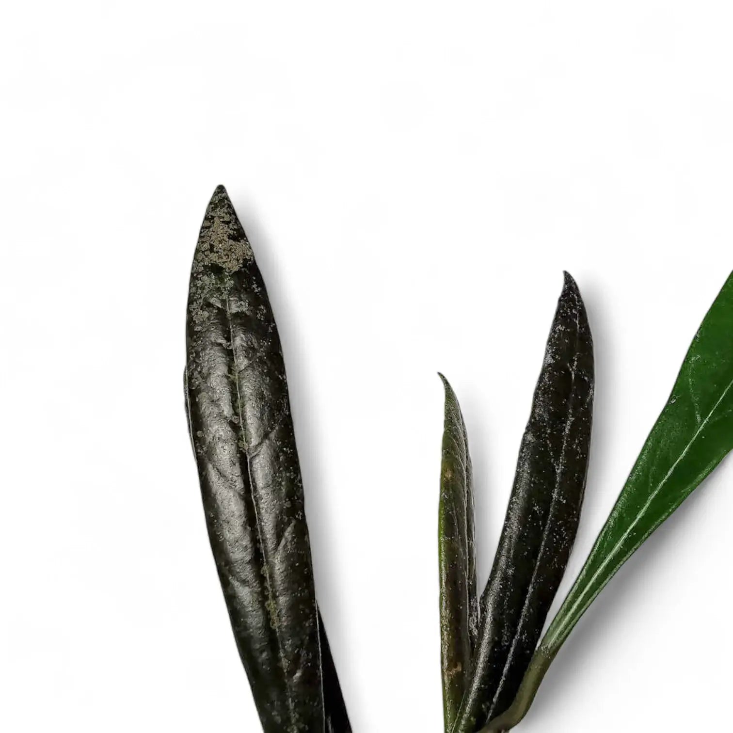 Hoya sulawesiana leaf close-up on white background.