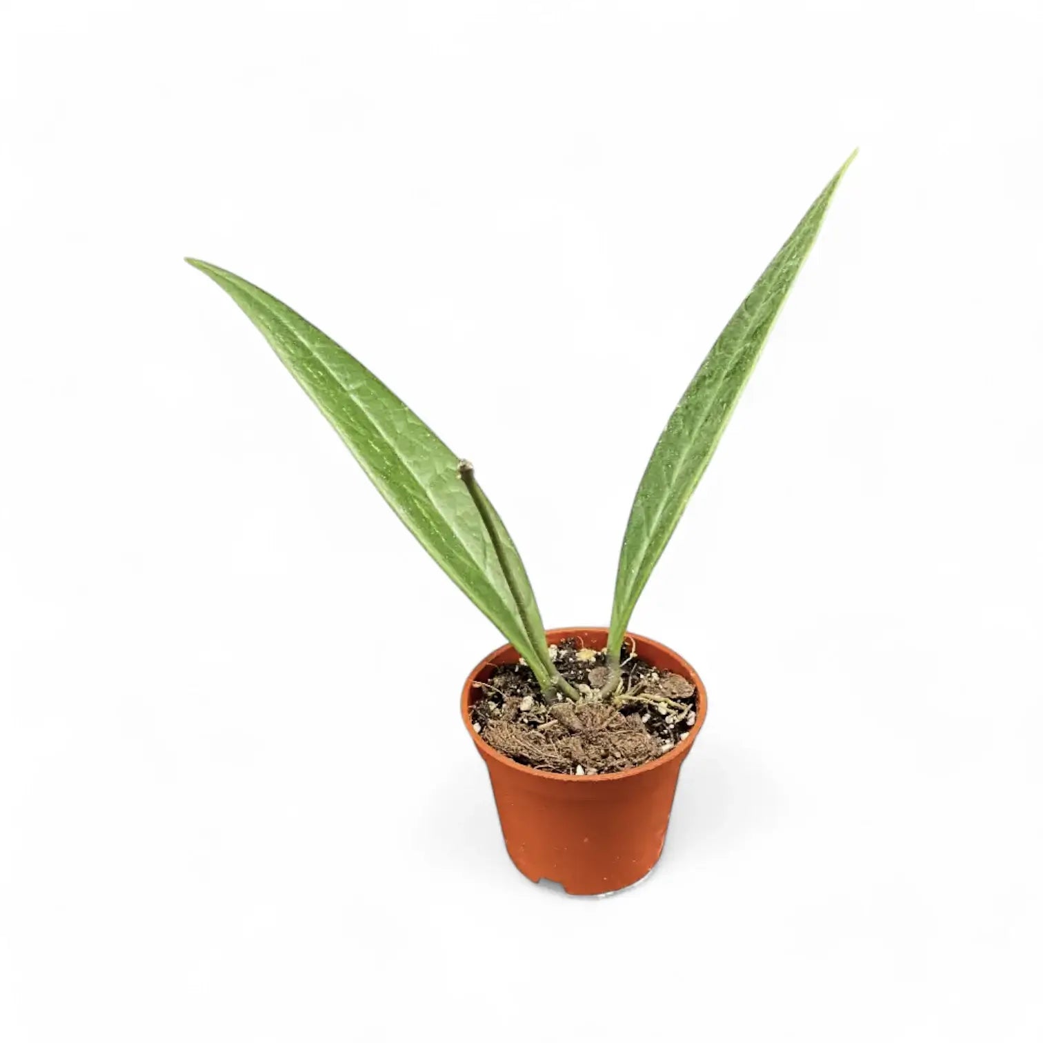 Hoya sulawesiana potted houseplant in nursery pot on white background, product photo 3.