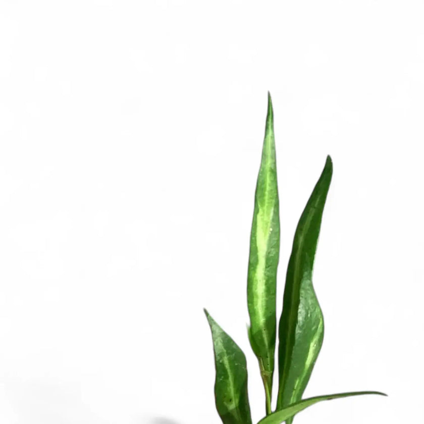 Hoya tsangii inner variegated – Blattdetail vor weißem Hintergrund..