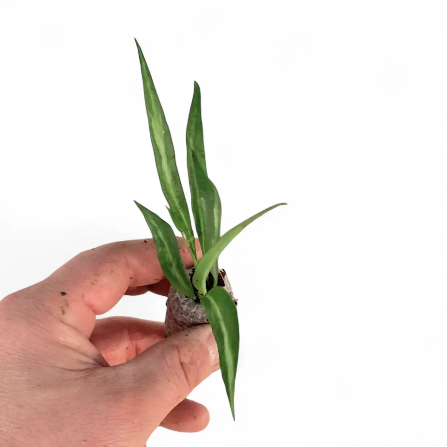 Hoya tsangii inner variegated potted houseplant in nursery pot on white background, product photo 2.