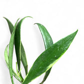 Hoya tsangii outer variegated – Blattdetail vor weißem Hintergrund..