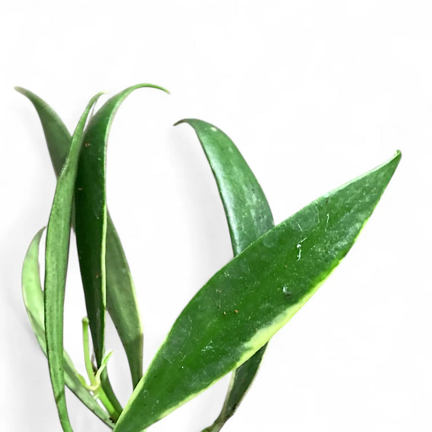 Hoya tsangii outer variegated – Blattdetail vor weißem Hintergrund..