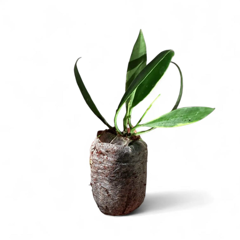 Hoya tsangii outer variegated Zimmerpflanze im Anzuchttopf vor weißem Hintergrund, Produktfoto 2.