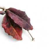 Hoya undulata – Blattdetail vor weißem Hintergrund..