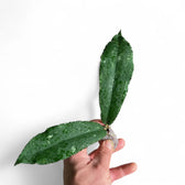 Hoya undulata Zimmerpflanze im Anzuchttopf vor weißem Hintergrund, Produktfoto 3.