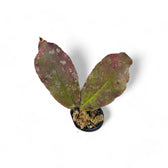 Hoya undulata Zimmerpflanze im Anzuchttopf vor weißem Hintergrund, Produktfoto 5.