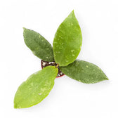 Hoya undulata Zimmerpflanze im Anzuchttopf vor weißem Hintergrund, Produktfoto 6.