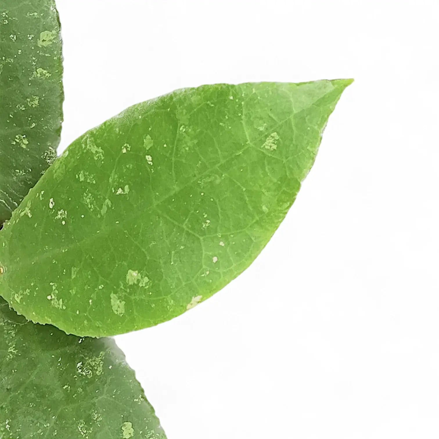 Hoya undulata Zimmerpflanze im Anzuchttopf vor weißem Hintergrund, Produktfoto 8.