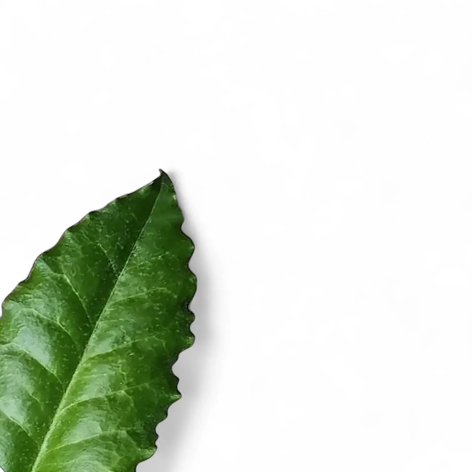 Hoya versteegii leaf close-up on white background.
