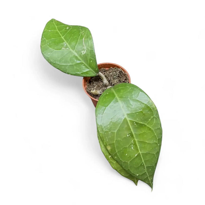 Hoya verticillata 'Lampung' potted houseplant in nursery pot on white background, product photo 2.