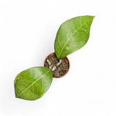 Hoya verticillata 'Lampung' potted houseplant in nursery pot on white background, product photo 3.