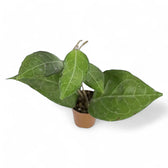 Hoya verticillata 'Lampung' potted houseplant in nursery pot on white background, product photo 4.