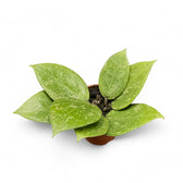 Hoya verticillata 'N-Splash' potted houseplant in nursery pot on white background, product photo 2.
