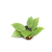 Hoya verticillata 'N-Splash' potted houseplant in nursery pot on white background, product photo 3.