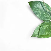 Hoya verticillata 'Nanjuk Splash' – Blattdetail vor weißem Hintergrund..