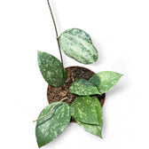 Hoya verticillata 'Nanjuk Splash' Zimmerpflanze im Anzuchttopf vor weißem Hintergrund, Produktfoto 3.