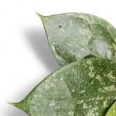 Hoya verticillata 'Nanjuk Splash' Zimmerpflanze im Anzuchttopf vor weißem Hintergrund, Produktfoto 5.