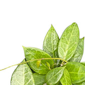 Hoya verticillata 'Pati' leaf close-up on white background.
