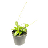 Hoya verticillata 'Pati' potted houseplant in nursery pot on white background, product photo 3.