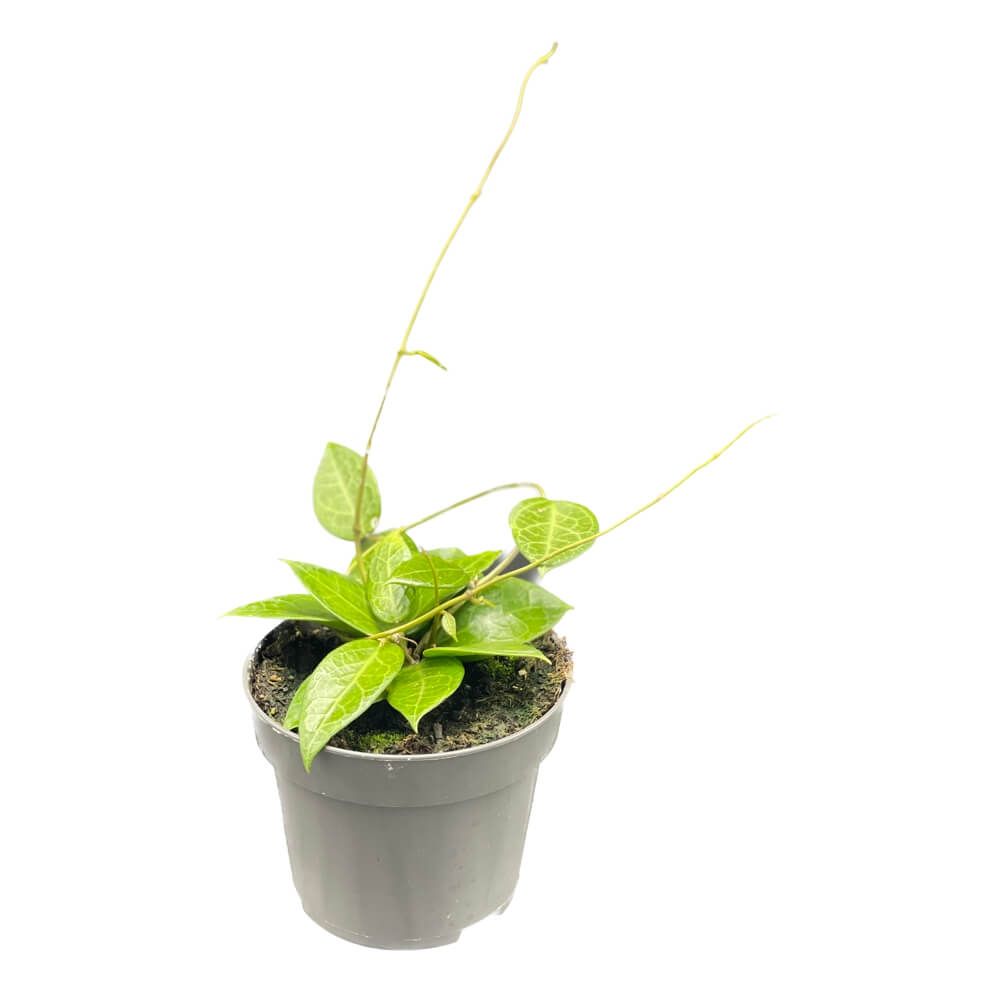Hoya verticillata 'Pati' potted houseplant in nursery pot on white background, product photo 3.