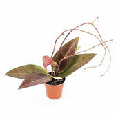 Hoya verticillata 'Red leaf' aka 'Spoon leaf' potted houseplant in nursery pot on white background, product photo 2.