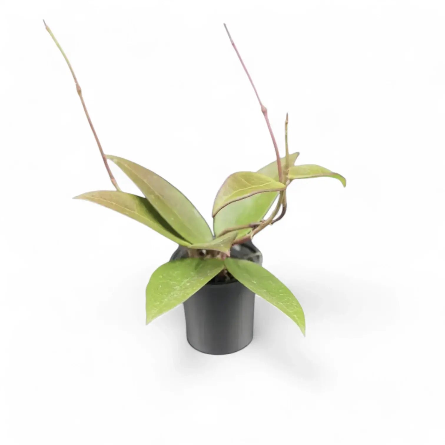 Hoya verticillata 'Red leaf' aka 'Spoon leaf' potted houseplant in nursery pot on white background, product photo 3.