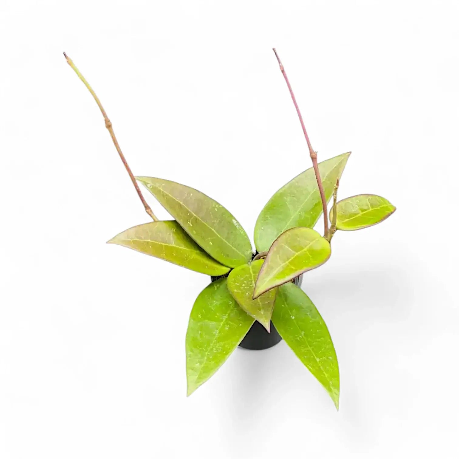 Hoya verticillata 'Red leaf' aka 'Spoon leaf' potted houseplant in nursery pot on white background, product photo 5.