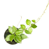 Hoya verticillata var. verticillata 'Black Edge' ('Black Margin') potted houseplant in nursery pot on white background, product photo 3.