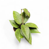 Hoya verticillata var. verticillata 'Pink Splash' potted houseplant in nursery pot on white background, product photo 2.