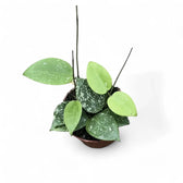 Hoya verticillata var. verticillata 'Splash' potted houseplant in nursery pot on white background, product photo 4.