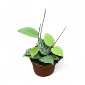Hoya verticillata var. verticillata 'Splash' potted houseplant in nursery pot on white background, product photo 5.